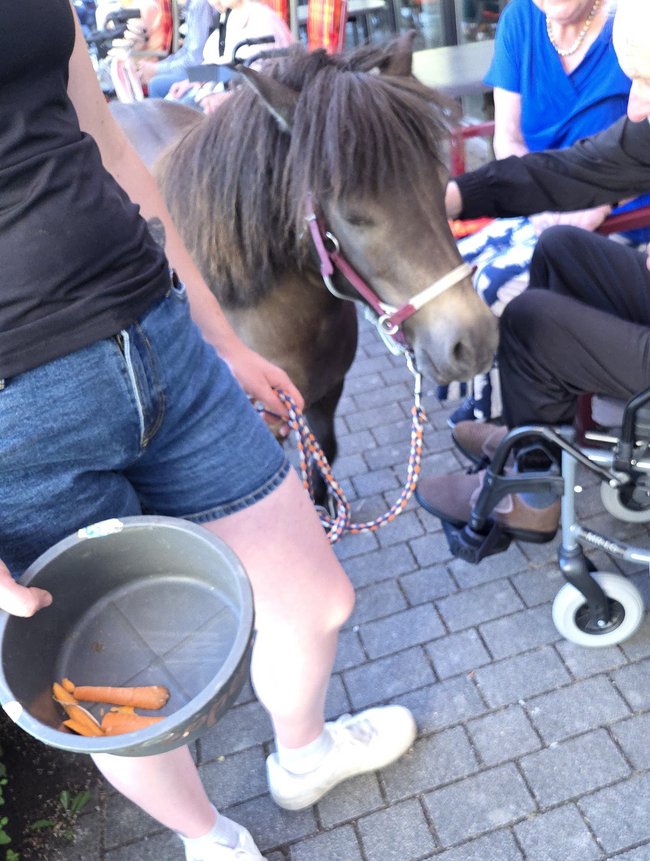 Pony_2