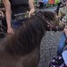 Pony_1