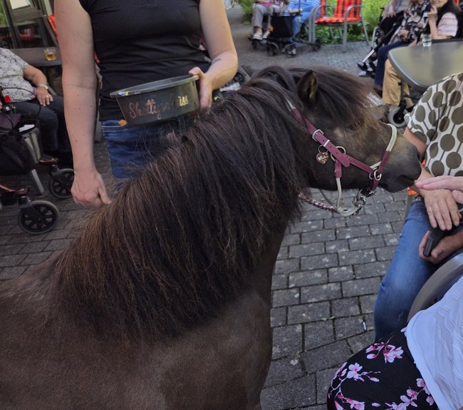 Pony_1